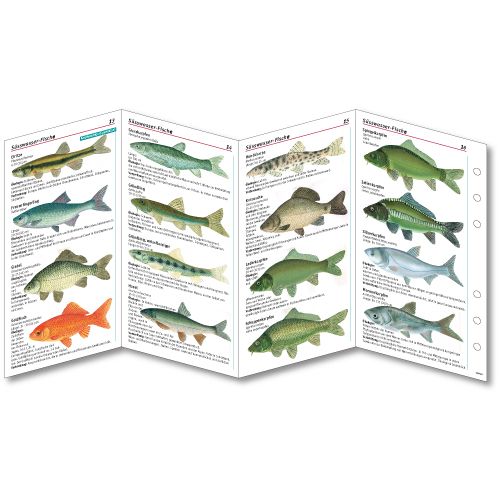 sub-base Fischkarten Logbuch Einlagen Süsswasser Fische mit SSI Lochung