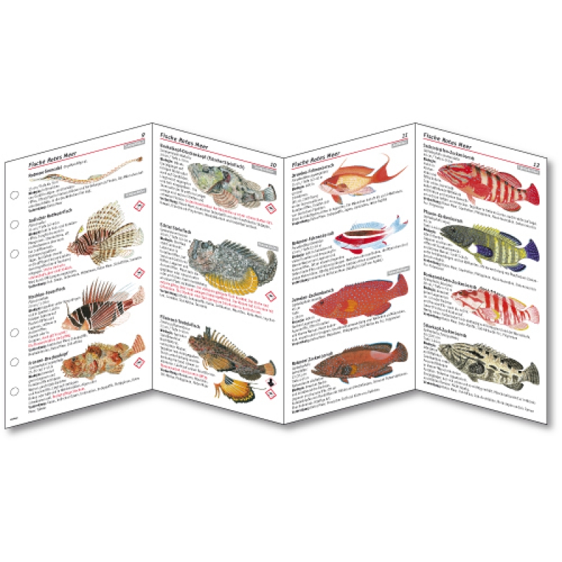 sub-base Fischkarten Logbuch Einlagen Rotes Meer Fische mit SSI Lochung