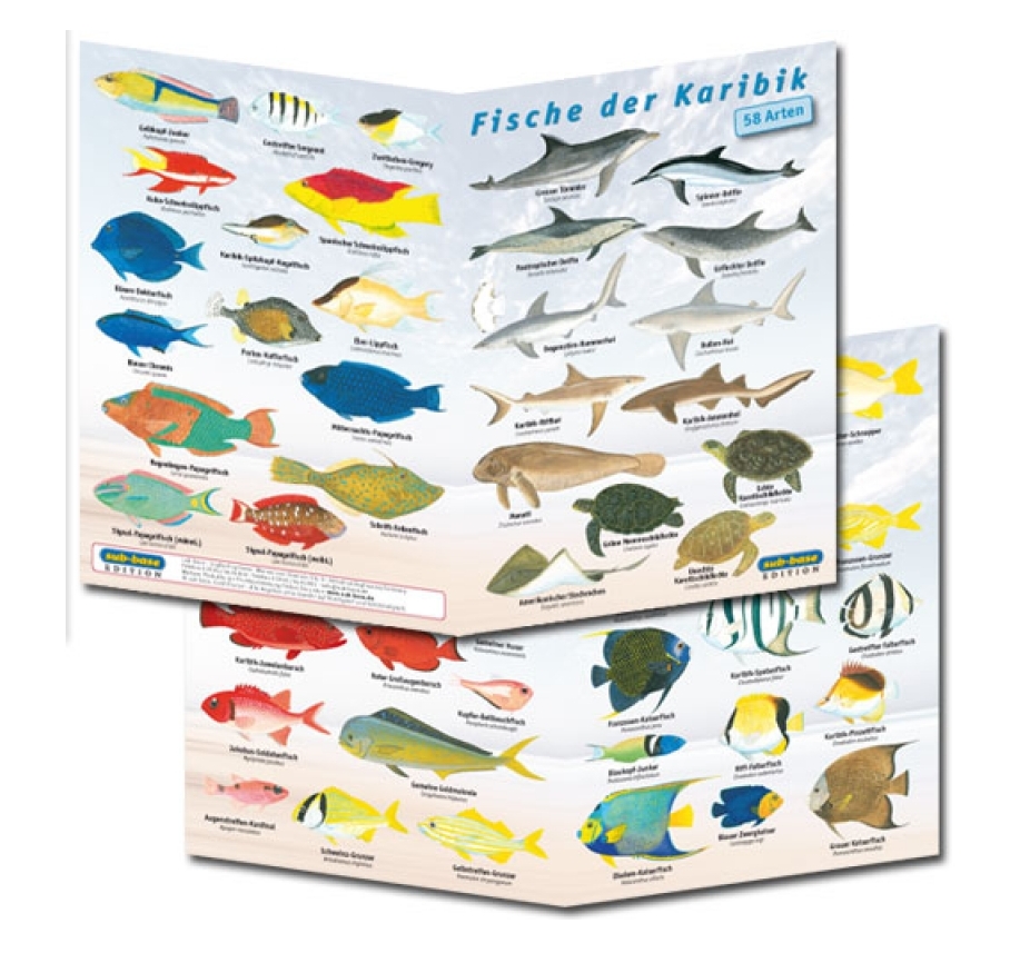 sub-base vierseitiges Karibik Faltblatt mit 58 Arten zur Fischbestimmung