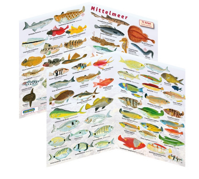 mittelmeer_faltblatt sub-base vierseitiges Mittelmeer Faltblatt mit 71 Arten zur Fischbestimmung