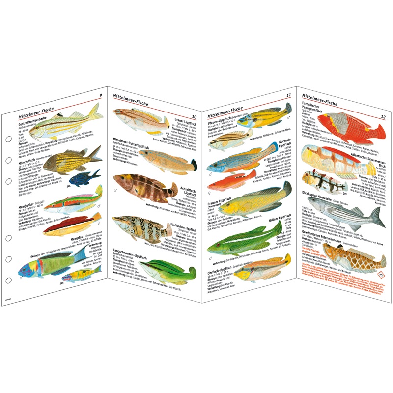 sub-base Fischkarten Logbuch Einlagen Mittelmeer Fische mit SSI Lochung
