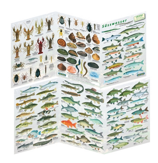 sub-base sechseitiges Süsswasser Faltblatt mit 128 Arten zur Fischbestimmung